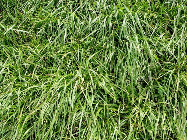 Oregon Grown Gulf Annual Ryegrass Seed 50lb Bag