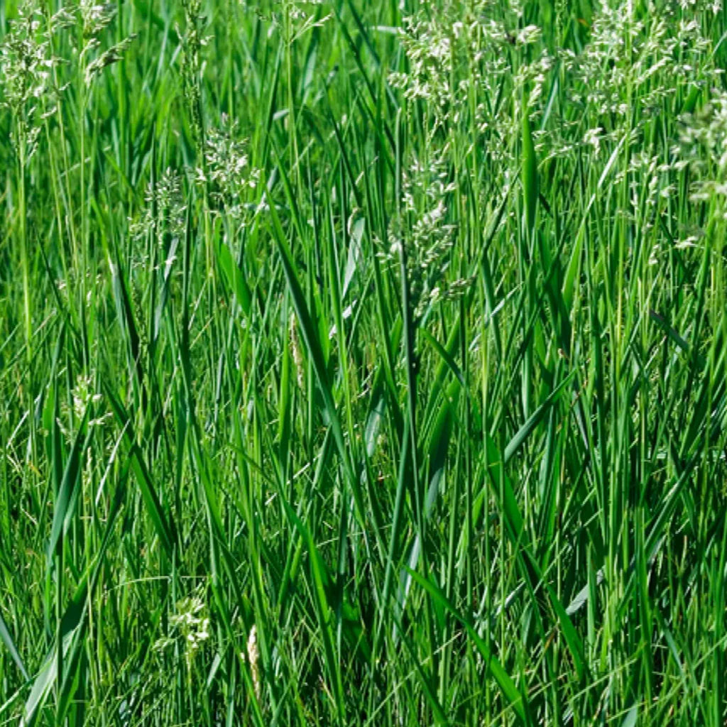 files/tall-fescue-grass-4125525-hero-abd2a1cedf624c99965231268e323fff_1024x1024_7d955871-e285-4658-854c-3feb9ba8458f.webp